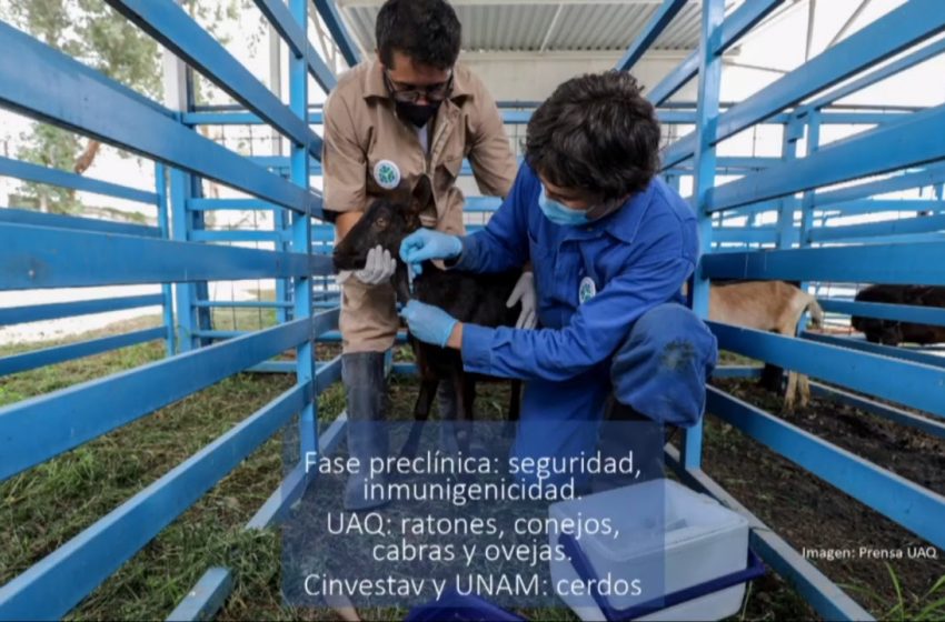  Vacuna vs COVID de la UAQ generó anticuerpos en cabras