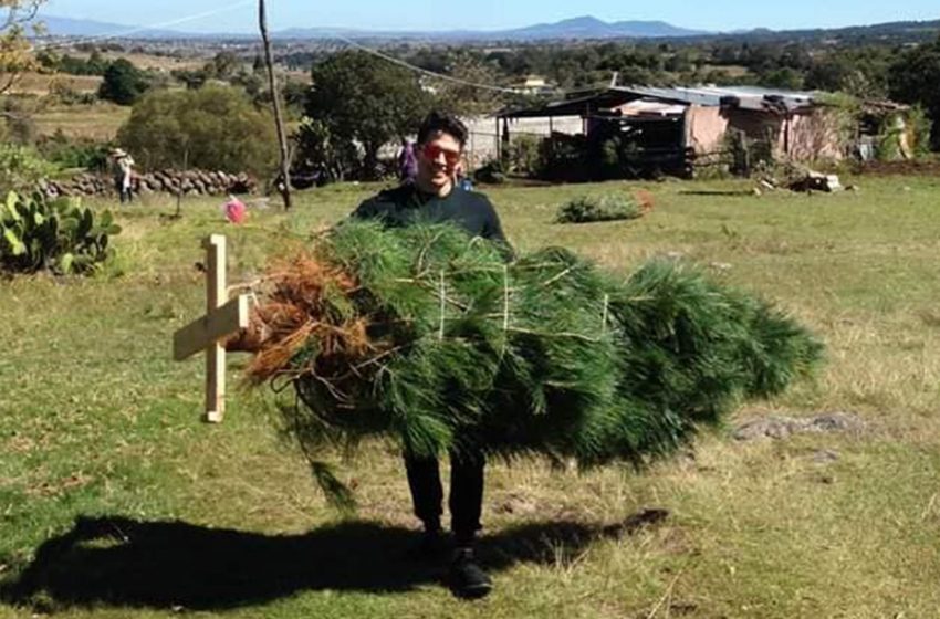 Árboles de navidad de Amealco, negocio que prevalece pese a COVID – Códice  Informativo – Historias basadas en datos