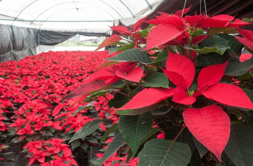  La nochebuena, un regalo de México para el mundo que resiste a la pandemia de COVID-19