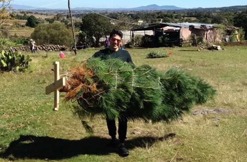  Árboles de navidad de Amealco, negocio que prevalece pese a COVID