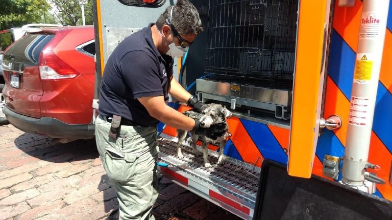  Querétaro capital busca sancionar maltrato animal