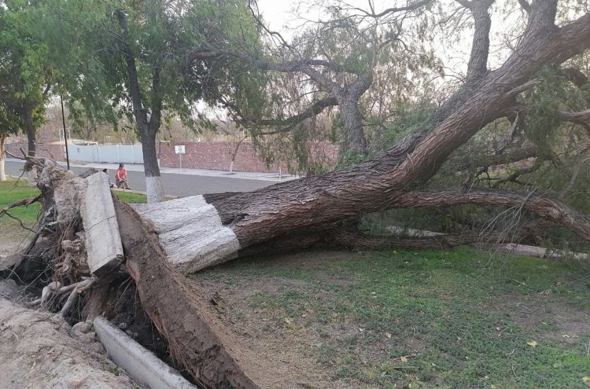 Ráfagas de aire provocaron caídas de árboles en Querétaro – Códice  Informativo – Historias basadas en datos