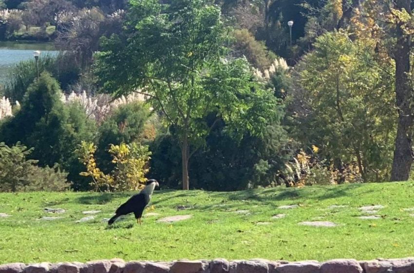  Felifer asegura que Parque Bicentenario está en buenas condiciones
