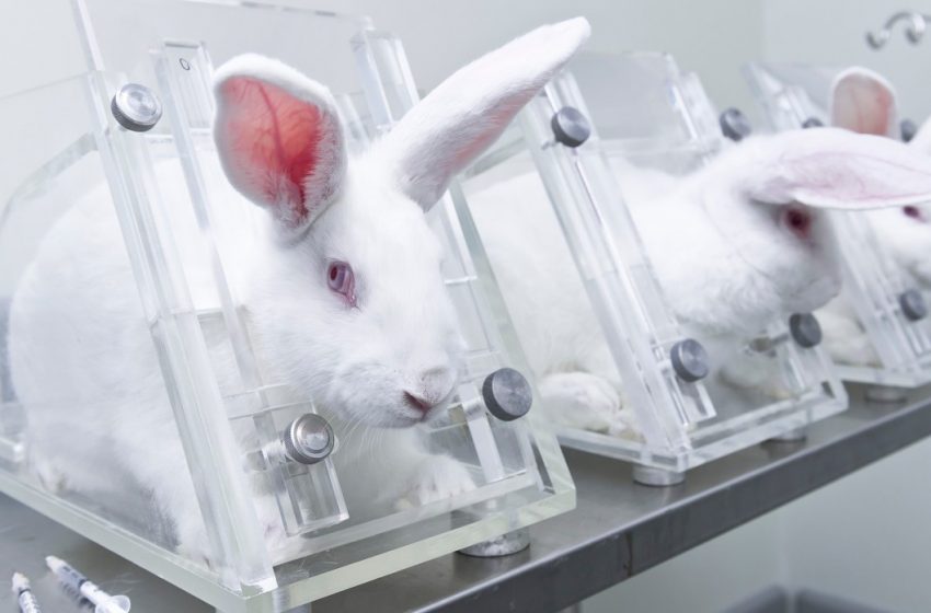  Congreso de la Unión prohibe investigación cosmética en animales