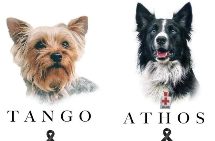  Marchan por Athos y Tango, los perros rescatistas de Cruz Roja envenenados