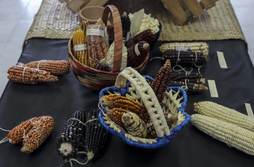  FCN inaugura exposición “Razas Nativas de Maíz de Querétaro y sus alrededores”