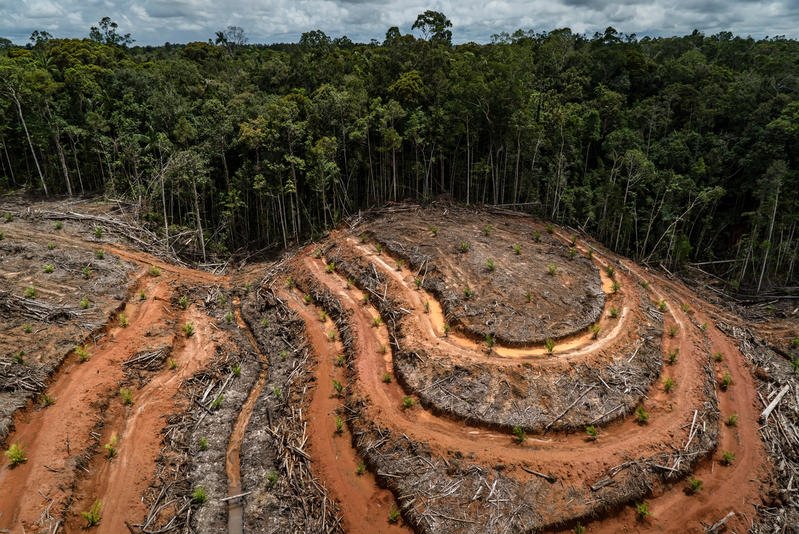  COP26: México se suma al acuerdo contra la deforestación mundial