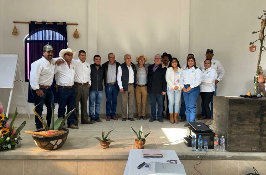 En Querétaro, promisorio el cultivo de maguey pulquero