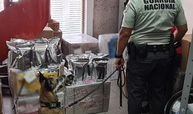  Binomio canino de GN localiza casi 11 kilos de marihuana en Central de Autobuses de Querétaro