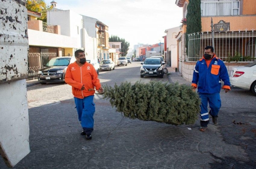  Arranca campaña para recolección de árboles navideños este lunes