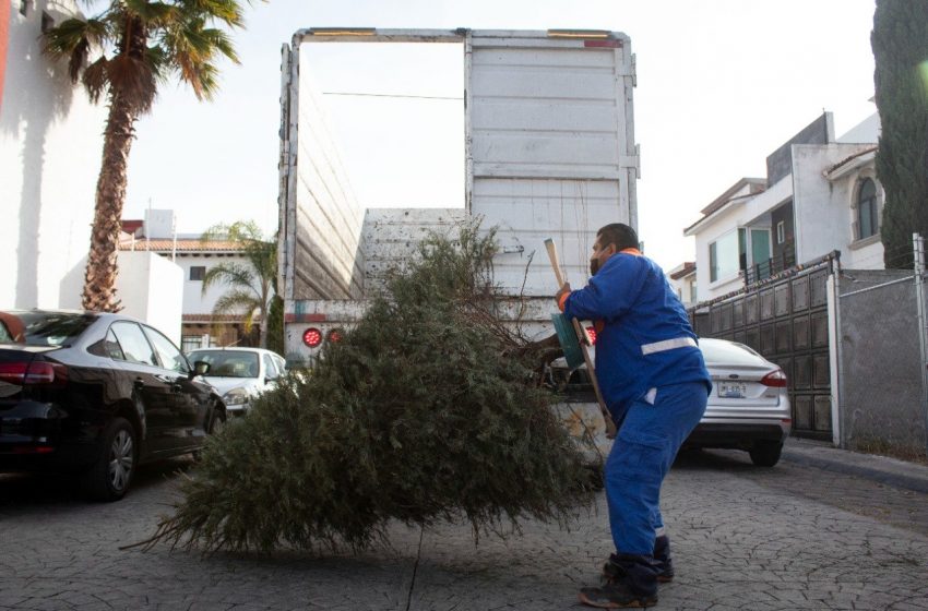  Recolecta Municipio de Querétaro más de 2 mil árboles de navidad