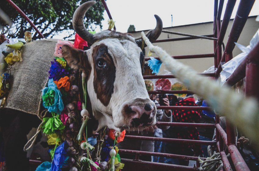  “Paseo del buey”, tradición que se niega a morir en El Pueblito