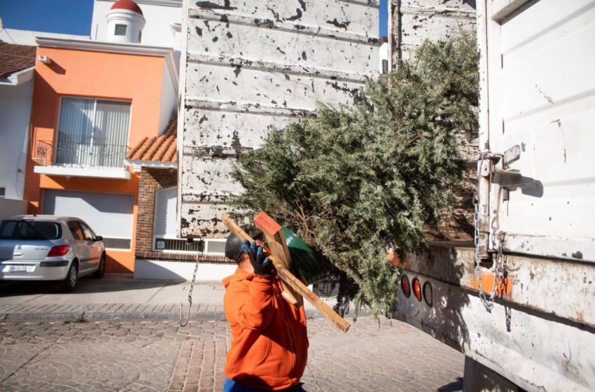  Recolecta municipio de Querétaro más de 2 mil 905 árboles de navidad