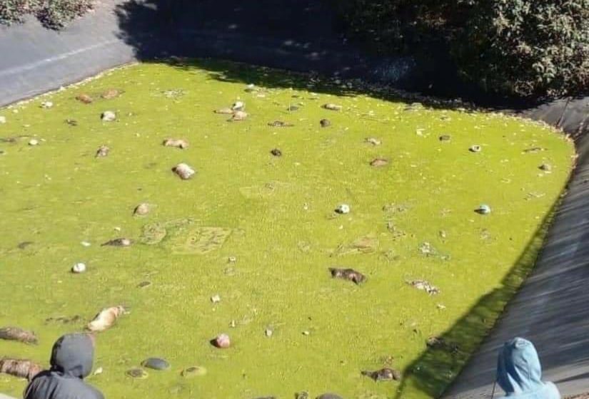  Encuentran 100 perritos muertos en depósito de residuos tóxicos de Amecameca