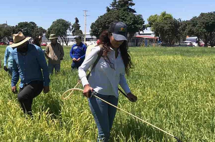  Profesor del Tec de Monterrey campus Querétaro impulsa la investigación sustentable con la avena