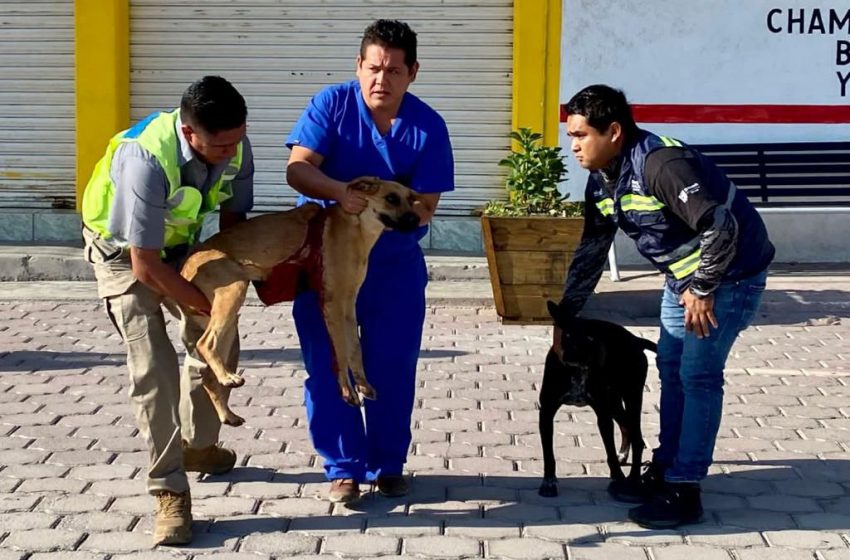  Salvaguardan a perro que sufrió maltrato animal en El Marqués