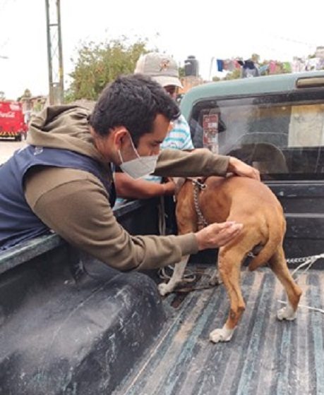  Realiza SESA Jornada de vacunación antirrábica canina y felina en Corregidora