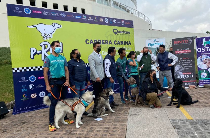  Anuncian carrera P-Run en Parque Bicentenario