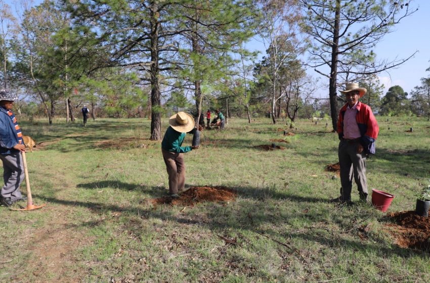  Entregan árboles para Jornada de Reforestación en Amealco