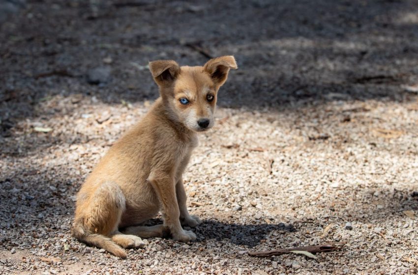  Pondrán en marcha programa ‘Operación Cuatro Patas’ a favor de las mascotas sanjuanenses