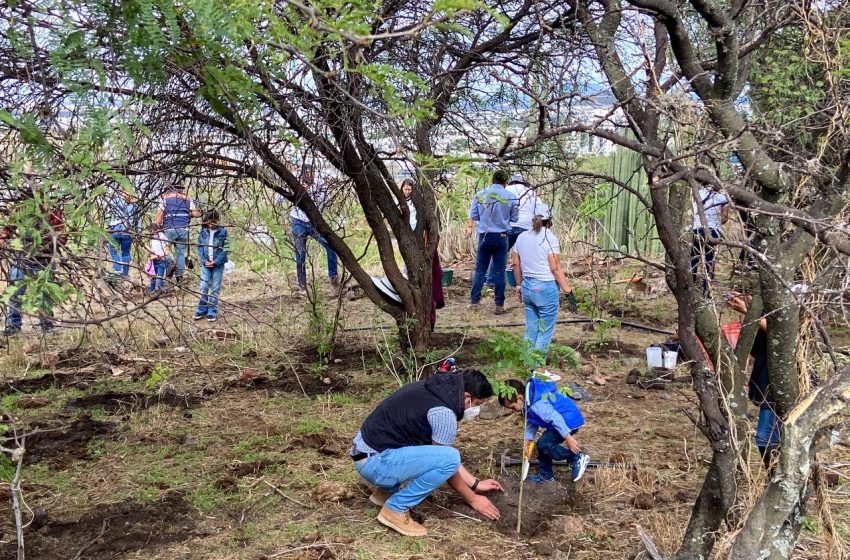  Reforestan ciudadanos en Peña Colorada