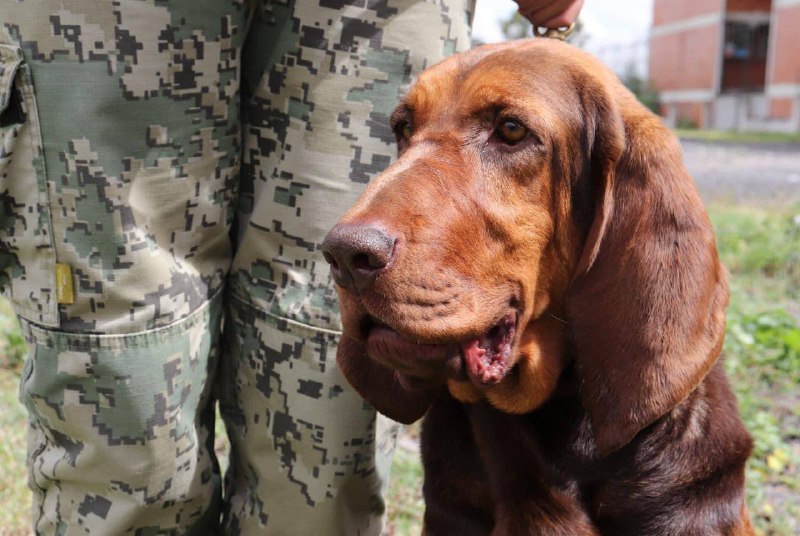  Max, la perrita que ayudó a localizar a Rafael Caro Quintero