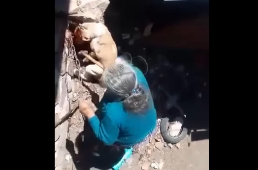  VIDEO Denuncian otro caso de crueldad animal en Querétaro