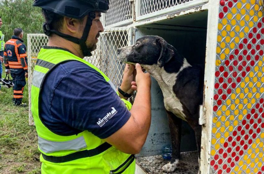  Centro de Atención Animal y Protección Civil rescatan perrito al interior de un pozo