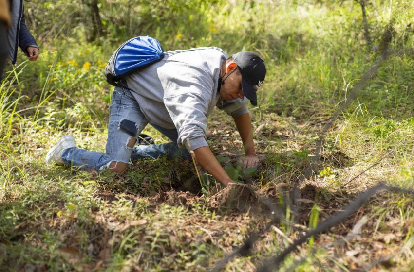  Encabeza Gobernador reforestación en Parque Nacional La Beata
