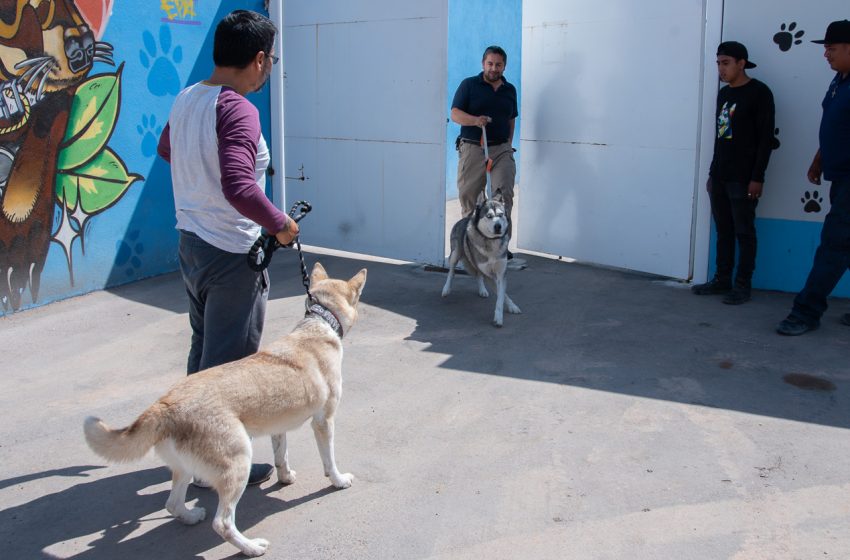  Centro de Atención Animal de El Marqués colabora con la FGE