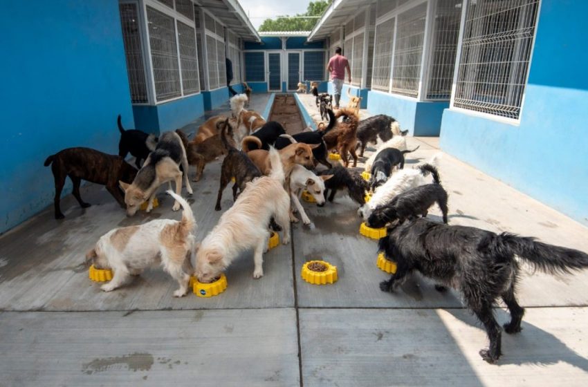  Unidad de Control y Protección Animal de Corregidora recibe Certificado de Entorno Laboral Saludable