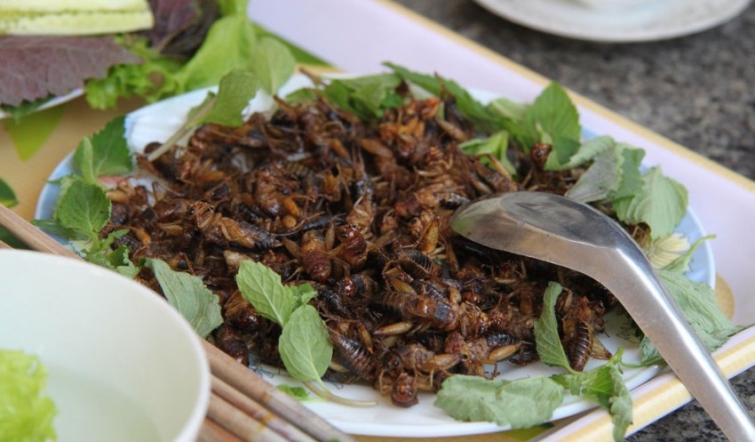  Mayoría de las personas ven con buenos ojos consumir insectos, revela estudio