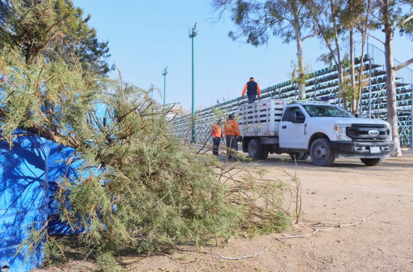  En Corregidora se realizan recorridos para recolección de árboles de Navidad