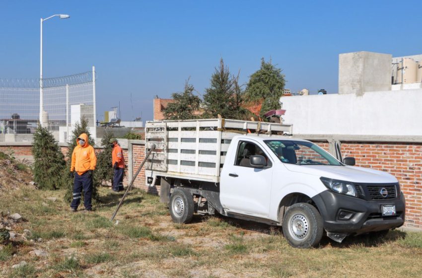  Habilitarán en Corregidora centros de acopio para árboles navideños