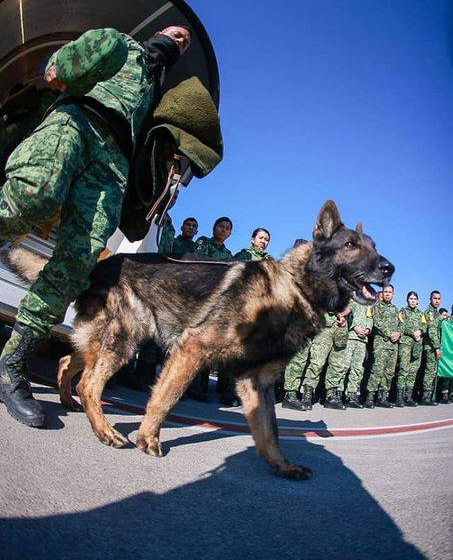  Proteo, lomito rescatista, fallece en Turquía en cumplimento de su deber