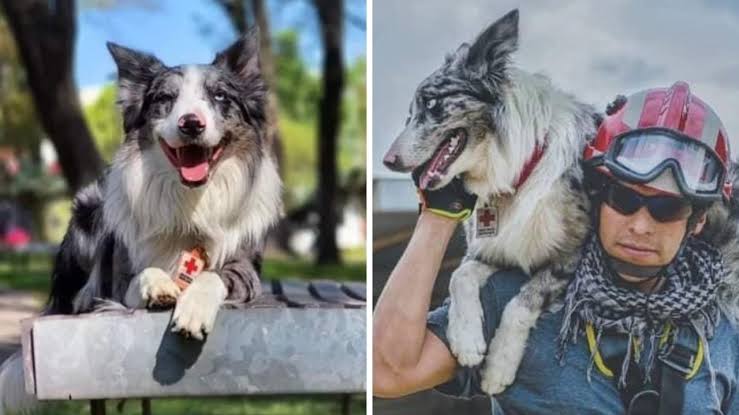  Balam, perro sobreviviente a envenenamiento, ahora rescata vidas en Turquía