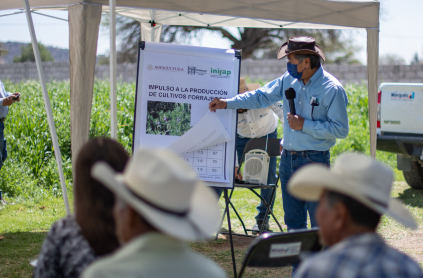  Productores de El Marqués reciben demostración de nuevas tecnologías para el cultivo