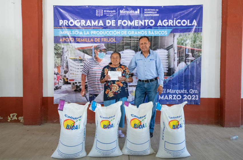  Municipio de El Marqués apoya a productores con semillas de frijol