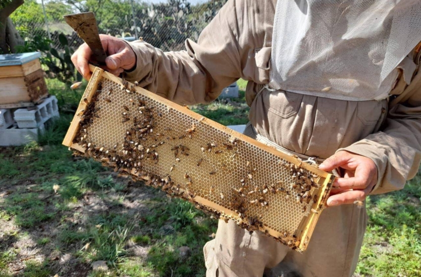  Querétaro capital perdió el 95% de su población de abejas