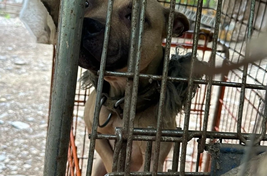  Localizan 70 perros en situación de riesgo en criadero, Monterrey