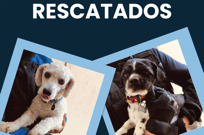  Recuperan a 2 caninos que fueron retenidos por su paseadora