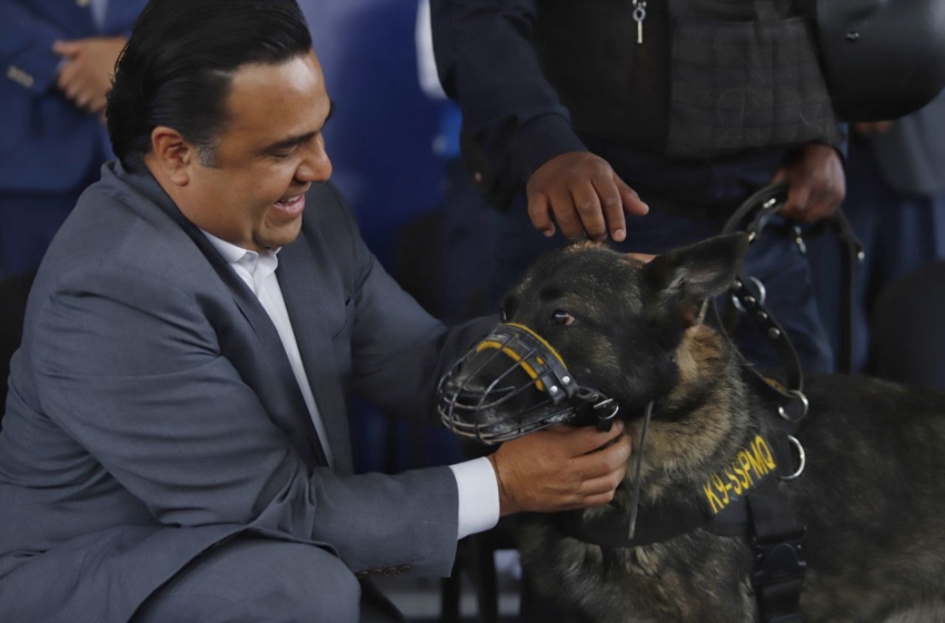  Se jubilan Raiden y Payler, perritos policías de la SSPMQ