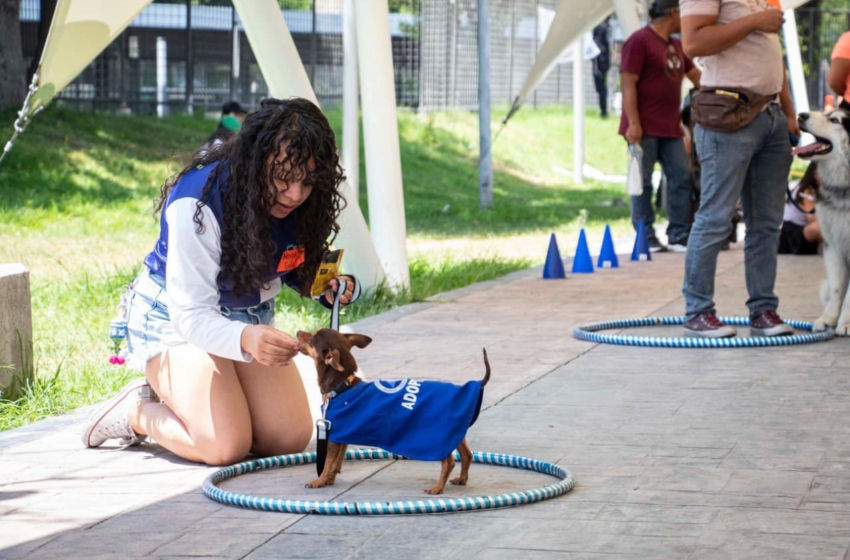  Municipio de Querétaro anuncia mega jornada de protección animal