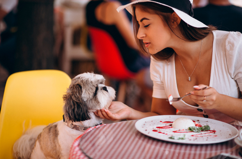  Comercios deberán cumplir requisitos para ser considerados “Pet Friendly”