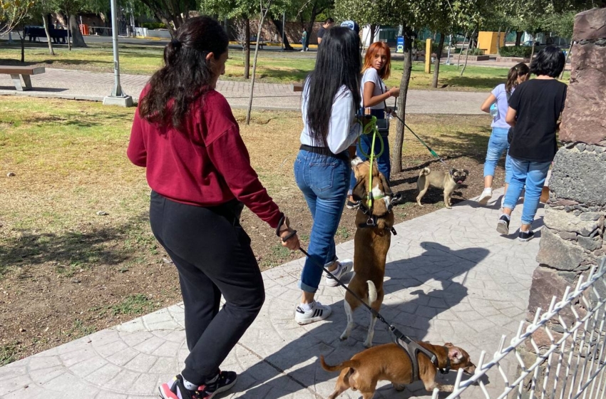  Se rehabilitan áreas especiales para mascotas en la capital queretana