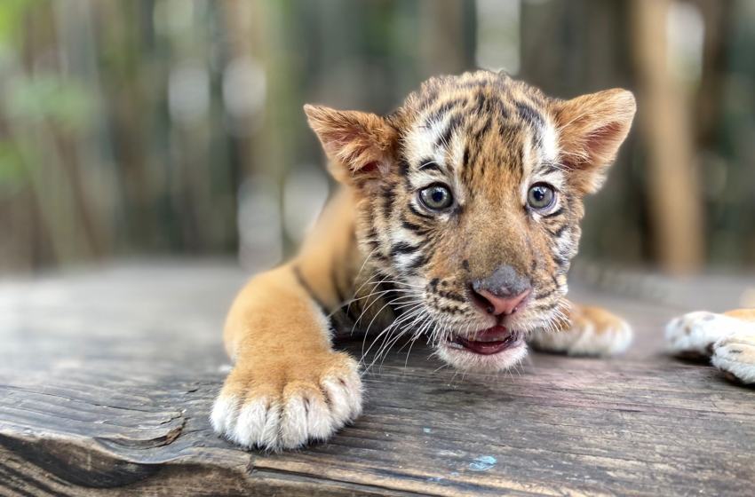  Celebran nacimiento de un cachorro de tigre de Bengala en Culiacán