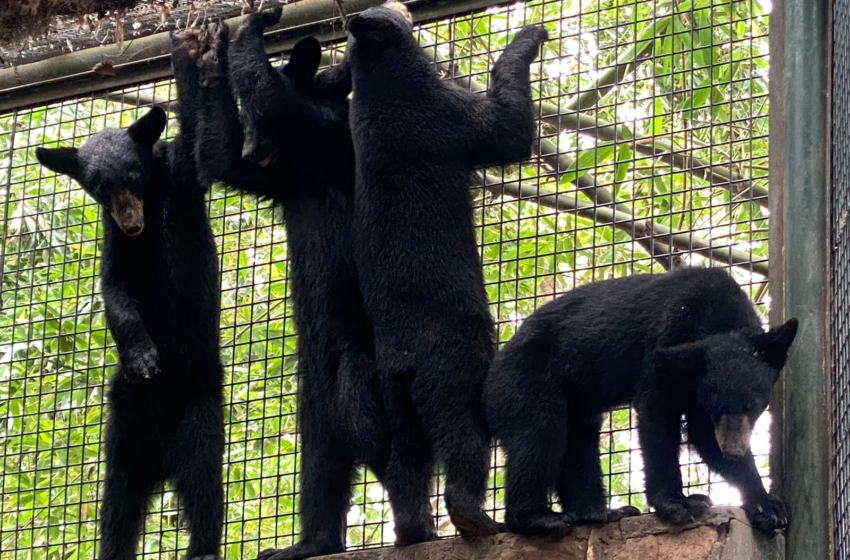  Zoológico de Culiacán alberga a 4 oseznas huérfanas