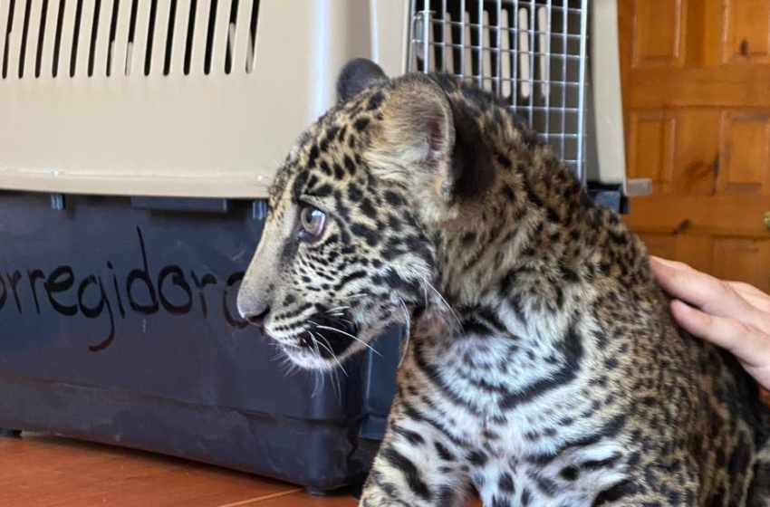  Aseguran ejemplar de jaguar que paseaba por las calles