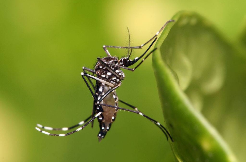  Brote de dengue en Peñamiller está controlado