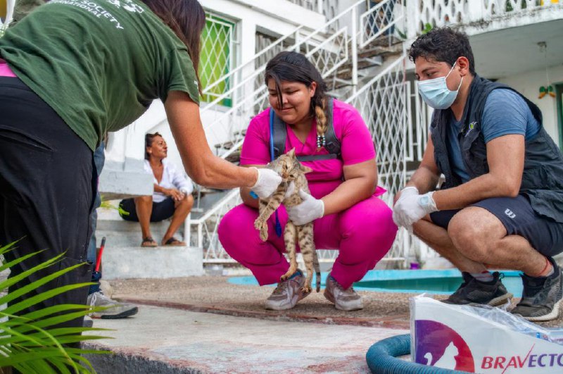  El Marqués brinda ayuda para el rescate animal luego del desastre en Acapulco